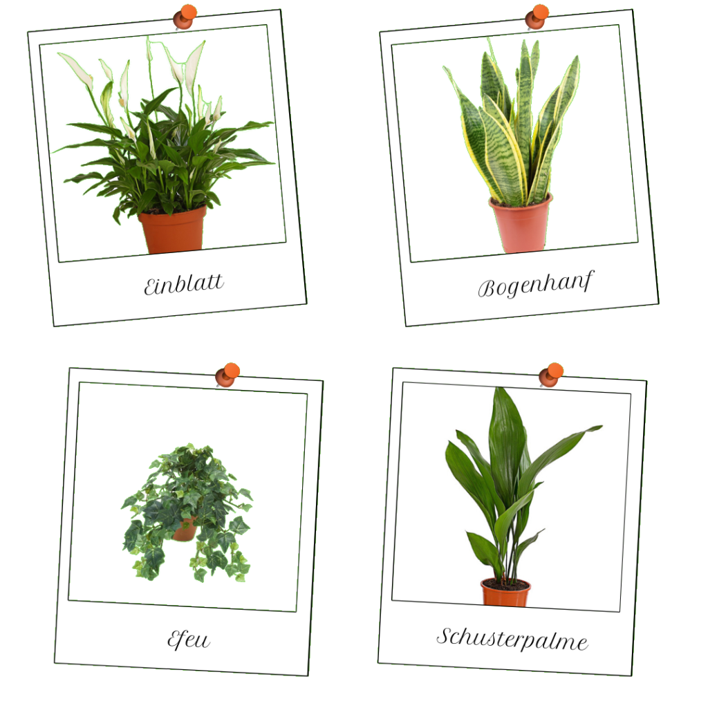 Flur - Pflanzen