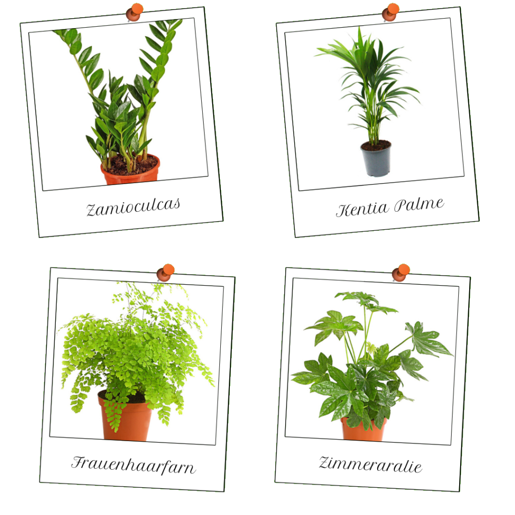 Flur - Pflanzen